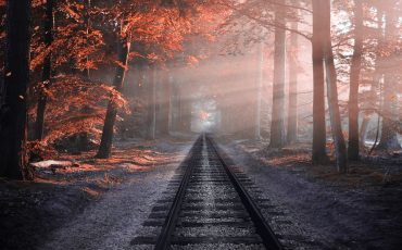 Railway In Forest